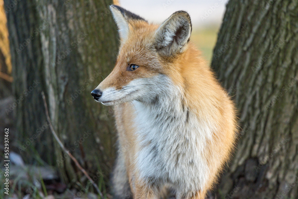 Vulpes vulpes, Red fox