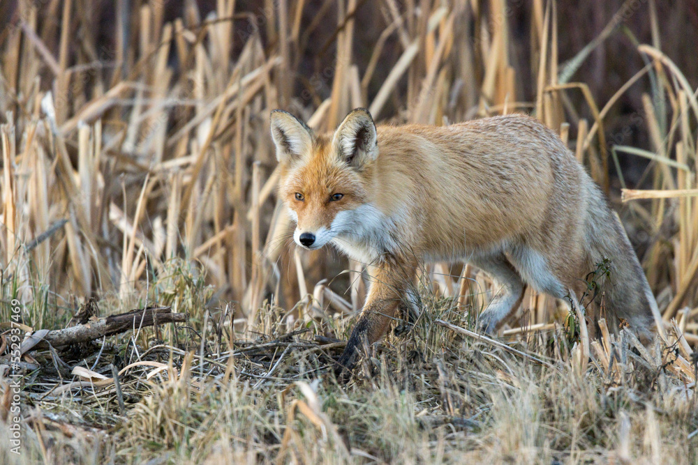 Fototapeta premium Vulpes vulpes, Red fox