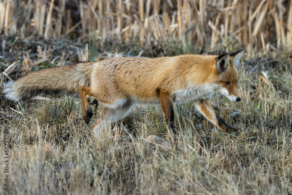 Obraz premium Vulpes vulpes, Red fox