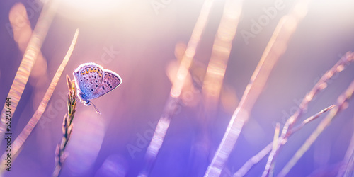 Canvas Print Sunset nature meadow field with butterfly as spring summer background concept