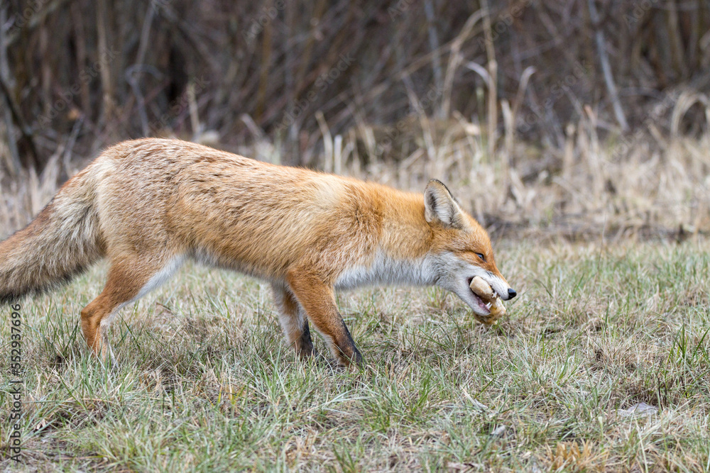 Vulpes vulpes, Red fox