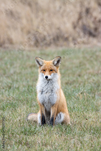 Vulpes vulpes, Red fox