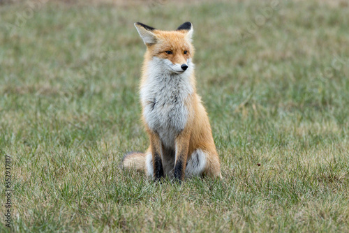 Vulpes vulpes  Red fox