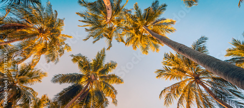 Summer beach vacation. Inspiration moody tropical palm trees with sunlight on sky background. Outdoor sunset exotic foliage closeup nature landscape. Coconut palm trees and shining sun over bright sky © icemanphotos