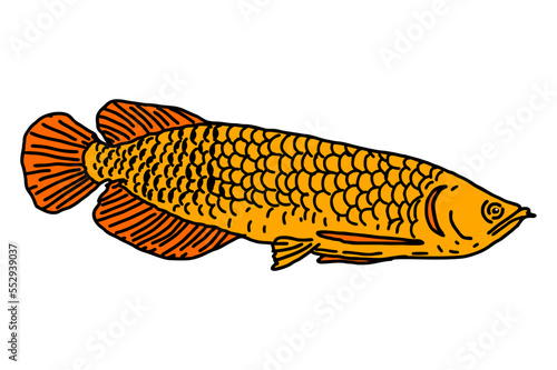Animal - Orange Arowana Fish Vector