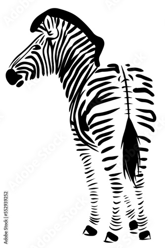 Standing zebra line illustration