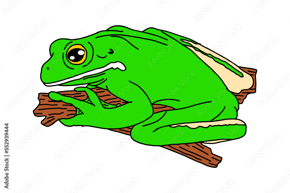 Fototapeta premium White-lipped tree frog