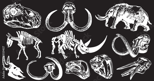 Graphical set of mammoth skeletons and skulls isolated on black  background,vector illustration,paleontology