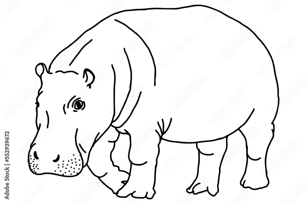 Obraz premium Big hippopotamus