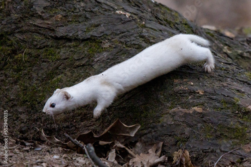 Mustela nivalis, Least weasel