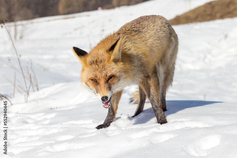 Obraz premium Vulpes vulpes, Red fox