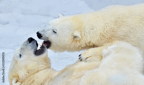 polar bear 