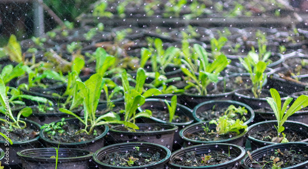 Vegetable plots a seedlings and water pools Vegetable plots a seedlings and water pools