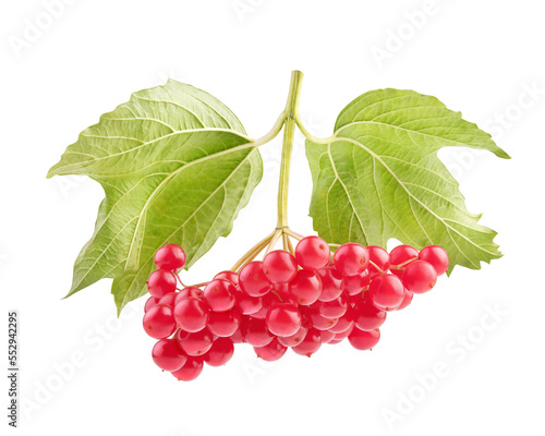 red viburnum on a white background