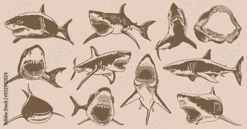 Graphical big vintage set of sharks and jaws on sepia background,vector elements , great white shark