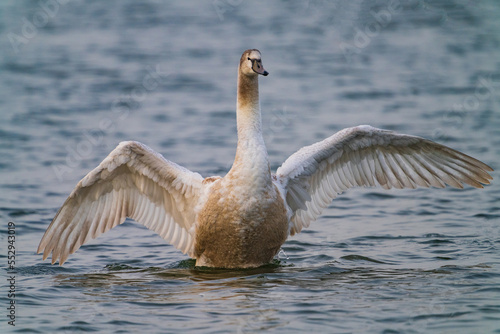 Swans are birds of the family Anatidae within the genus Cygnus. © B