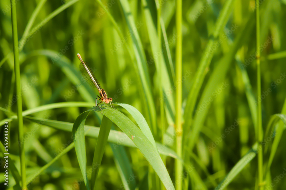 A dragonfly perched on a leaf of grass on a sunny summer day.
A dragonfly perched on a leaf of grass on a sunny summer day.
