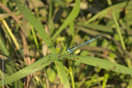 A dragonfly perched on a leaf of grass on a sunny summer day.
