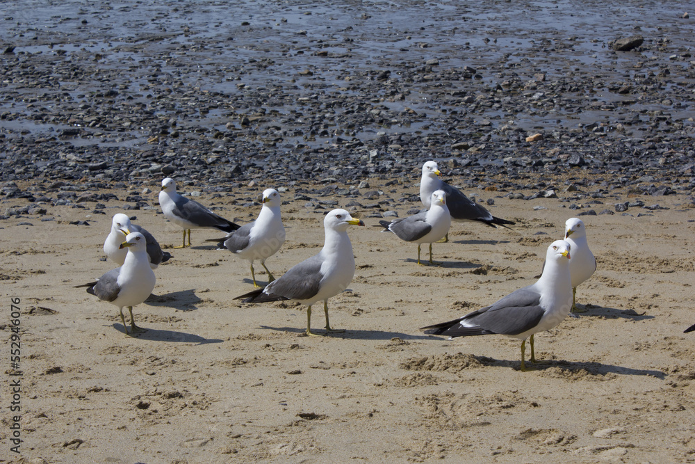 Seagulls gathering on the beach Seagulls gathering on the beach