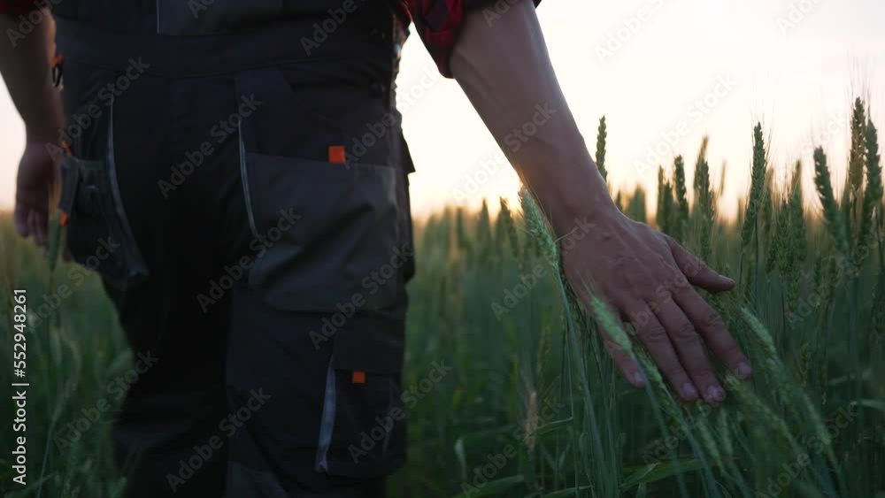 Agriculture concept. Farmer in overalls walk in wheat field. An agronomist in rubber boots walk along rural road. Farming technology. Worker work in wheat field.Organic products.Farmer's hand on wheat Agriculture concept. Farmer in overalls walk in wheat field. An agronomist in rubber boots walk along rural road. Farming technology. Worker work in wheat field.Organic products.Farmer's hand on wheat