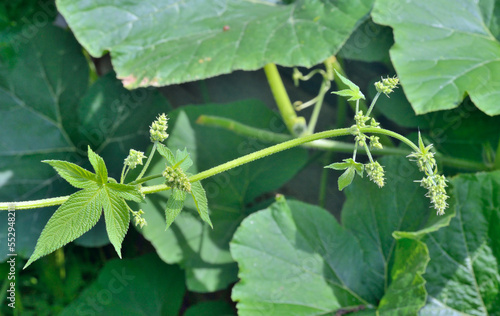 Grassy liana (Humulus japonicus)