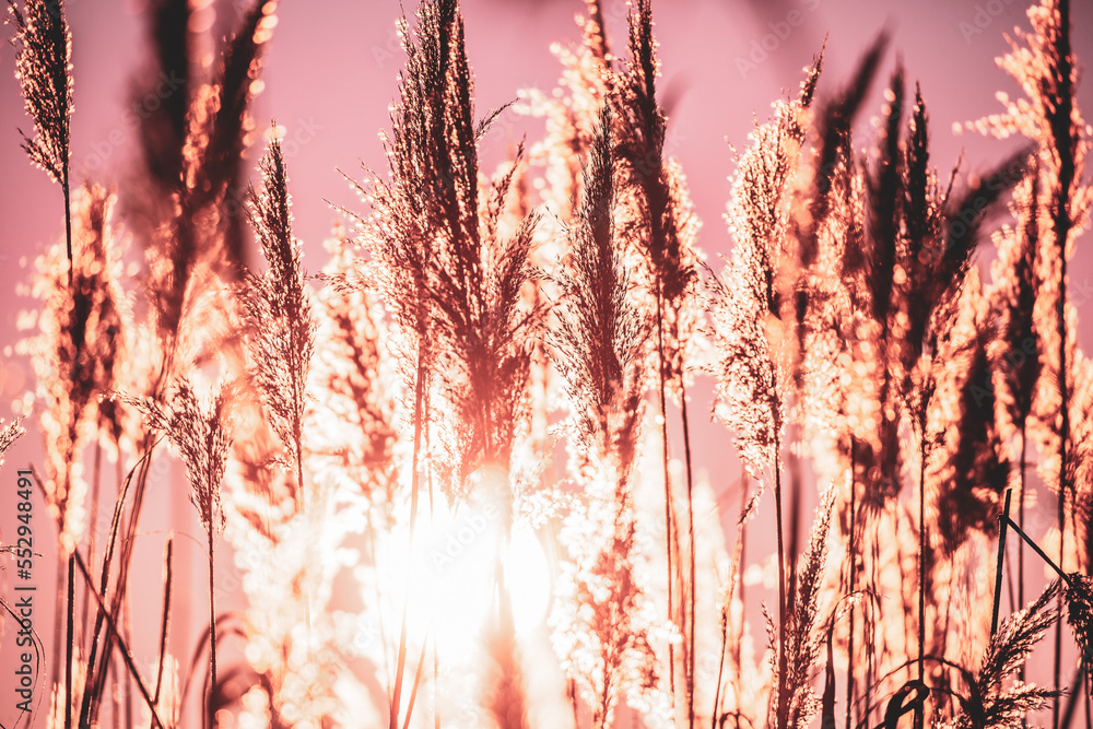 Obraz premium Dry Grass In Sunset Sunlight. Beautiful Plant On Sunrise Sky Background. Nature At Sunrise. Grass Illuminated By Sun. Dusk Time. Golden Summer Sunset.