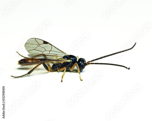 Schlupfwespe (Ichneumonidae)