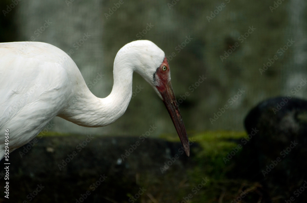 Obraz premium ソデグロヅル