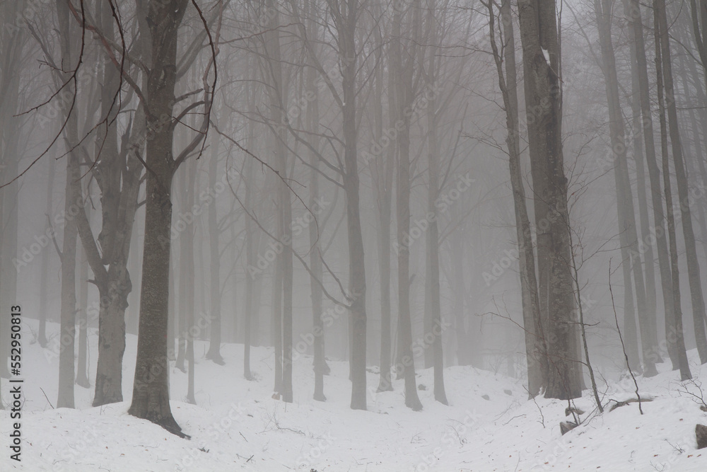 trees in the snow with fog in matese park trees in the snow with fog in matese park
