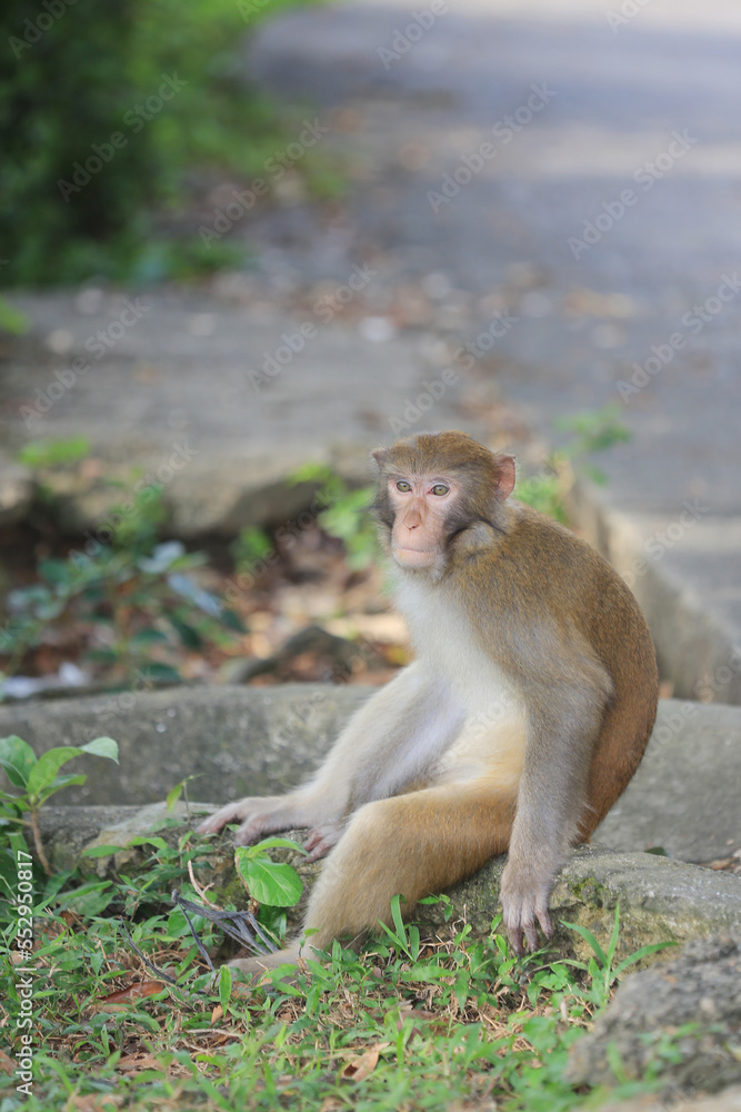 Fototapeta premium monkey in Kam Shan Country Park, hong kong