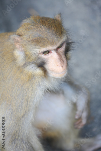monkey in Kam Shan Country Park  hong kong