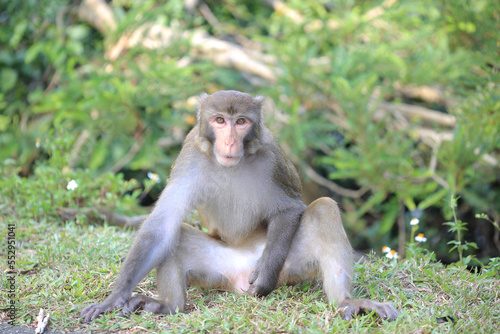 monkey in Kam Shan Country Park, hong kong © solution