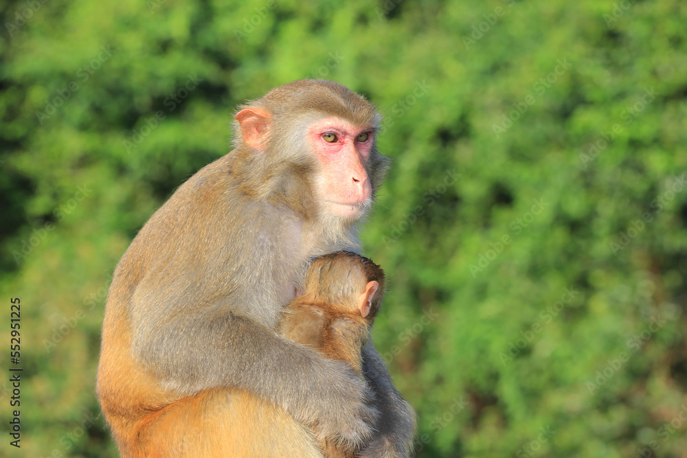 monkey in Kam Shan Country Park, hong kong