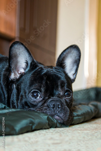 Sleepy french bulldog puppy lies on the floor portrait © Александр Клюйко