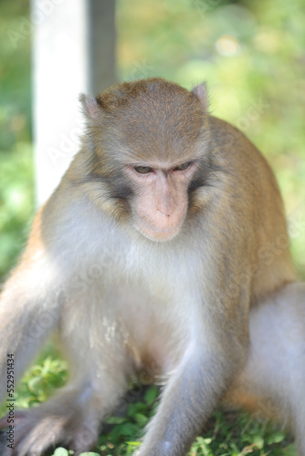 monkey in Kam Shan Country Park, hong kong © solution