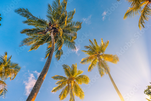 Fototapeta Naklejka Na Ścianę i Meble -  Outdoor sunset exotic foliage, closeup nature landscape. Summer beach background palm trees against blue sky banner panorama, tropical travel destination. Romantic vibes of tropical palm tree sun rays