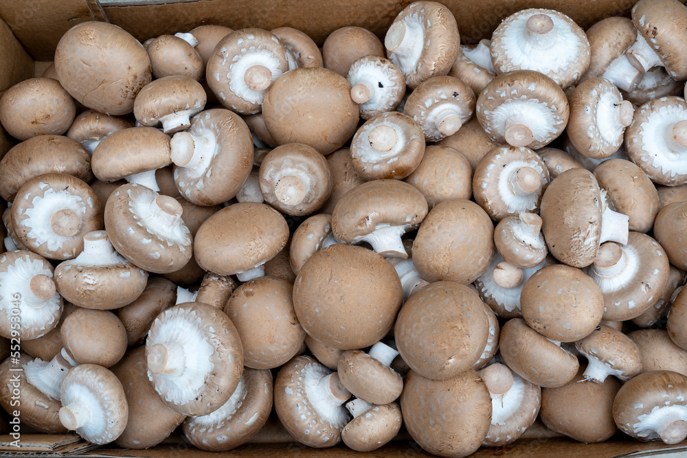 Champagne mushrooms in bulk before packing and sending to the store Champagne mushrooms in bulk before packing and sending to the store