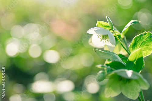 木漏れ日とクリスマスローズ
