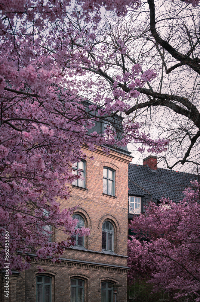 Cherry blossom trees in front of historic facades in Lund Sweden during spring Cherry blossom trees in front of historic facades in Lund Sweden during spring