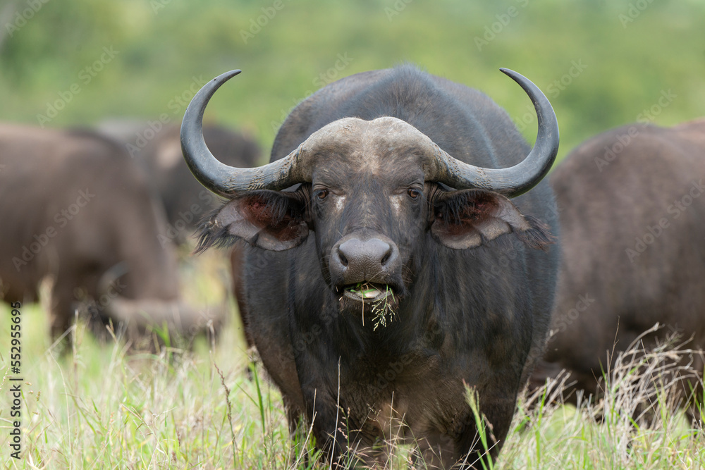 Buffle d'Afrique, Syncerus caffer, Parc national Kruger, Afrique du Sud Buffle d'Afrique, Syncerus caffer, Parc national Kruger, Afrique du Sud