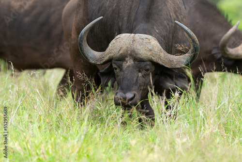 Buffle d Afrique  Syncerus caffer  Parc national Kruger  Afrique du Sud