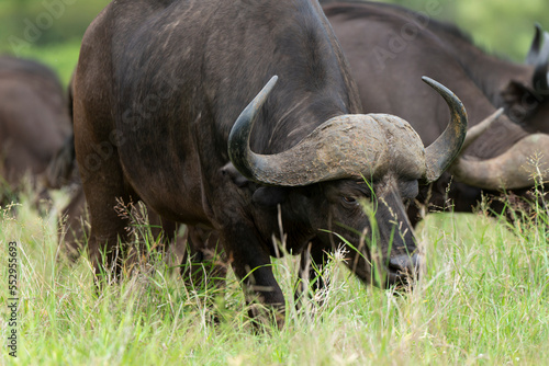 Buffle d Afrique  Syncerus caffer  Parc national Kruger  Afrique du Sud