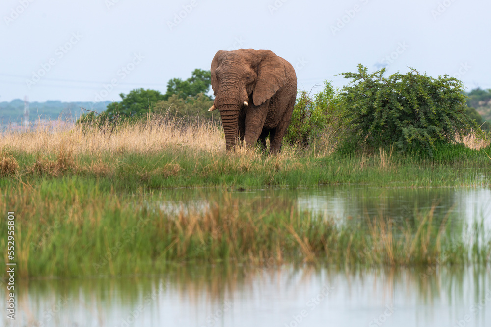 Fototapeta premium Éléphant d'Afrique, Loxodonta africana, Parc national du Pilanesberg, Afrique du Sud