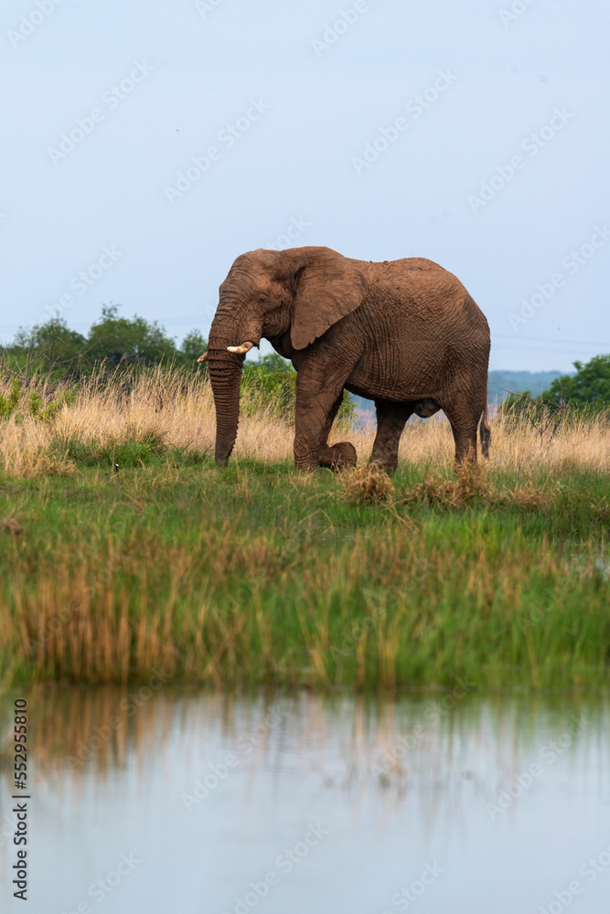 Obraz premium Éléphant d'Afrique, Loxodonta africana, Parc national du Pilanesberg, Afrique du Sud