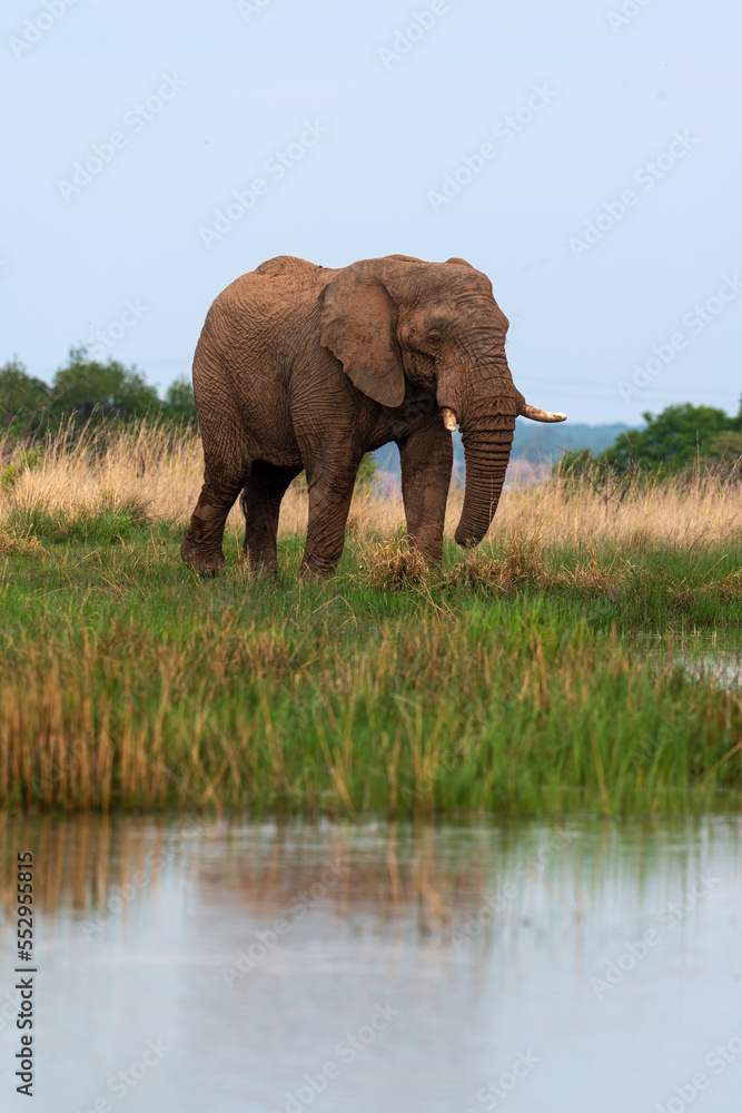 Obraz premium Éléphant d'Afrique, Loxodonta africana, Parc national du Pilanesberg, Afrique du Sud