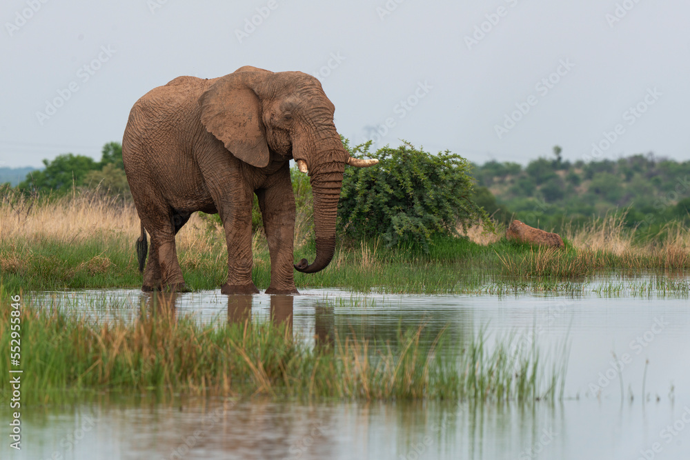 Fototapeta premium Éléphant d'Afrique, Loxodonta africana, Parc national du Pilanesberg, Afrique du Sud