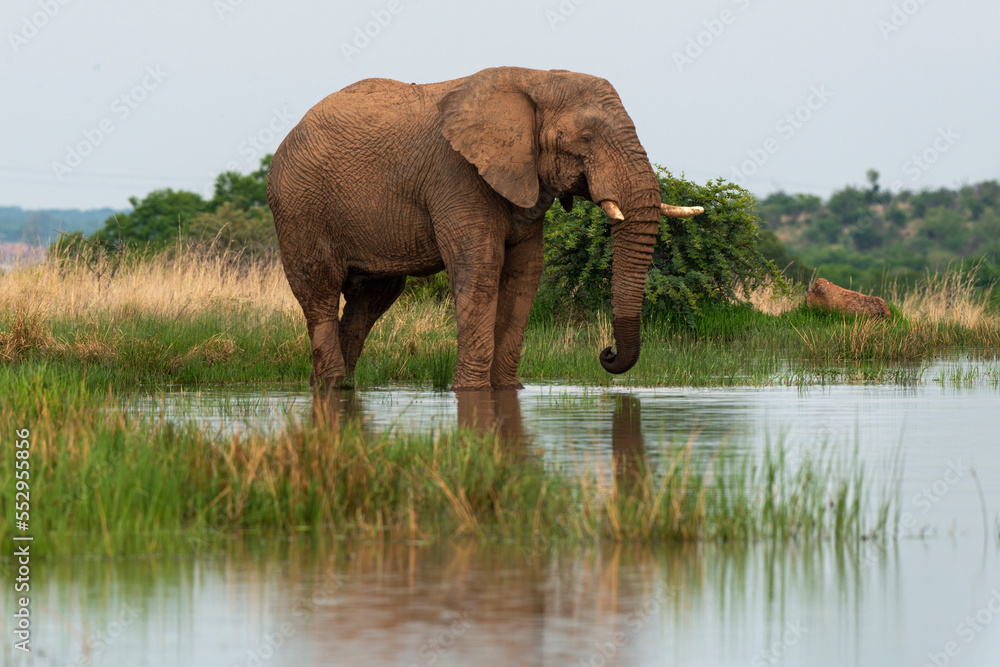 Fototapeta premium Éléphant d'Afrique, Loxodonta africana, Parc national du Pilanesberg, Afrique du Sud