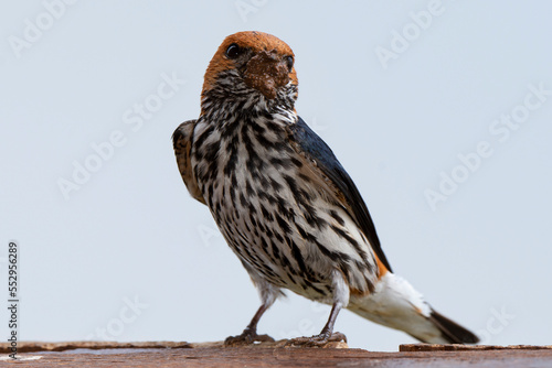 Hirondelle striée, construction du nid,.Cecropis abyssinica, Lesser Striped Swallow