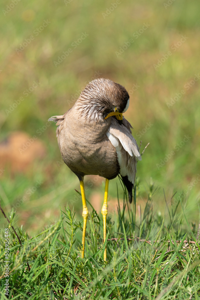 Naklejka premium Vanneau à tête blanche,.Vanellus albiceps, White crowned Lapwing, Afrique du Sud