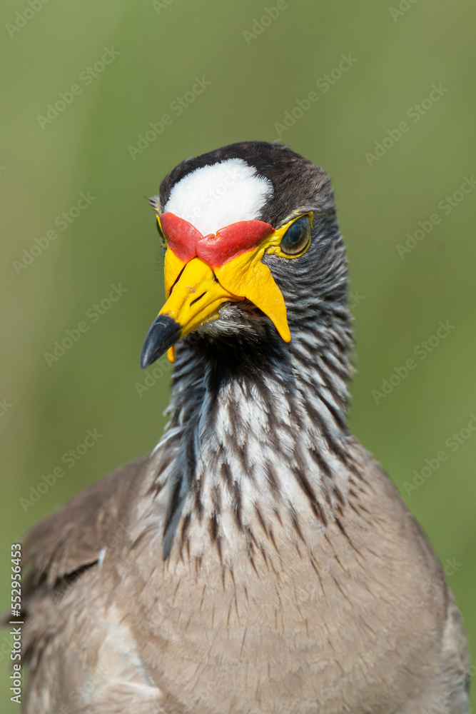 Vanneau à tête blanche,.Vanellus albiceps, White crowned Lapwing, Afrique du Sud Vanneau à tête blanche,.Vanellus albiceps, White crowned Lapwing, Afrique du Sud